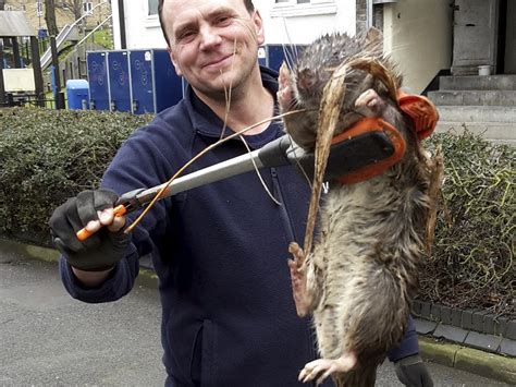 largest rat ever caught.